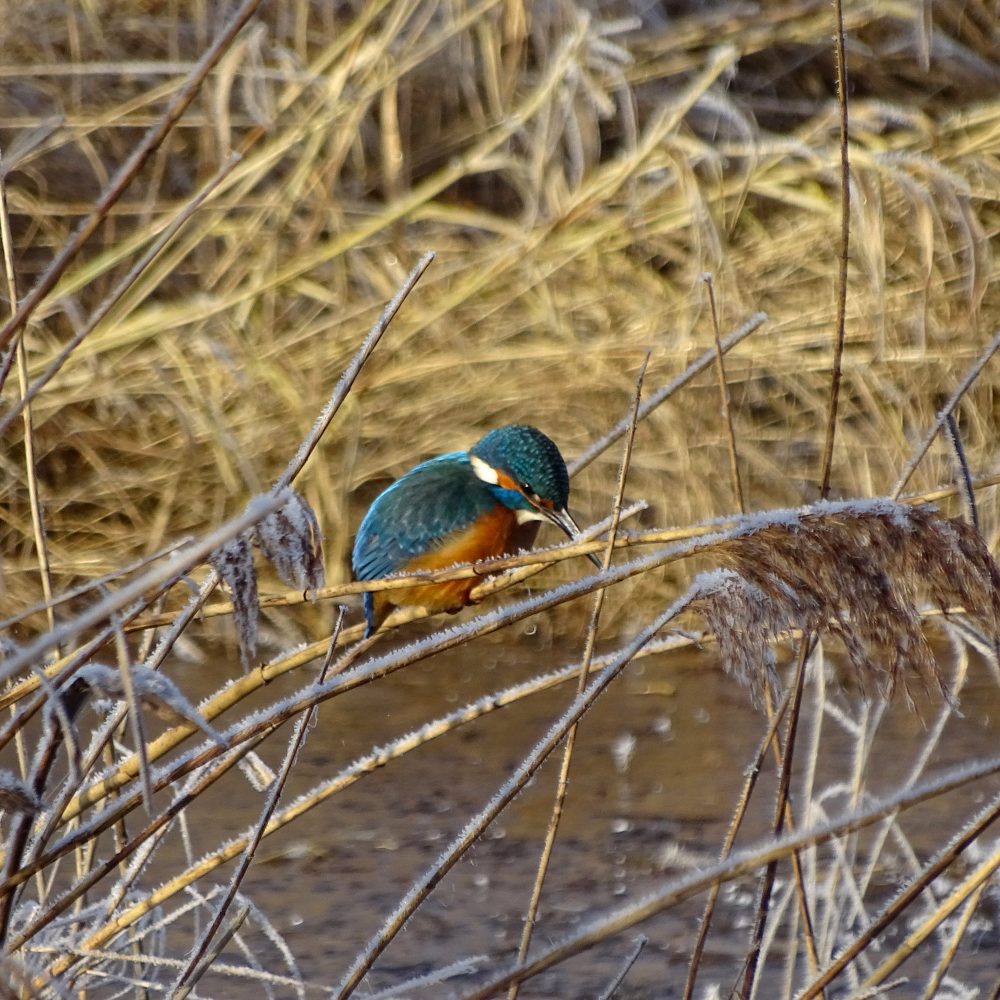 IJsvogel